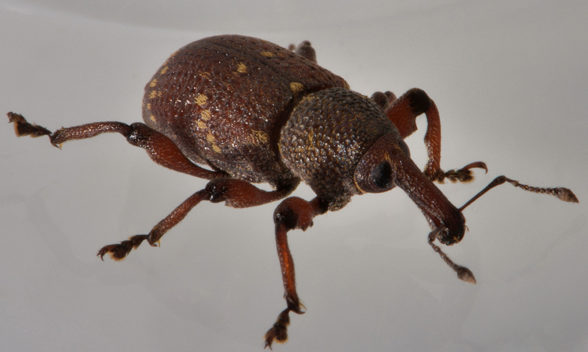 Curculionidae:  Hylobius transversovittatus?  S !